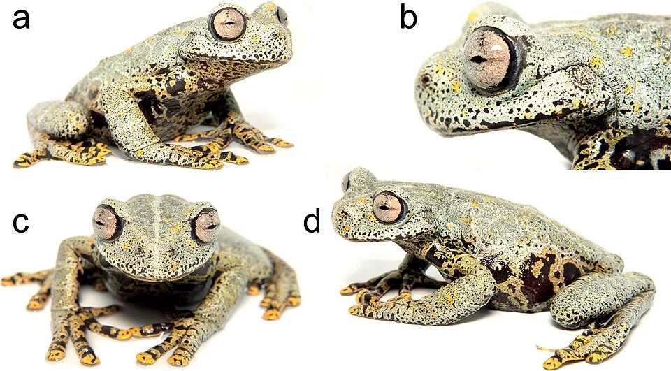 Holotype of Hyloscirtus tolkieni in life. a fronto-lateral view b lateral view of head c frontal view d dorso-lateral view