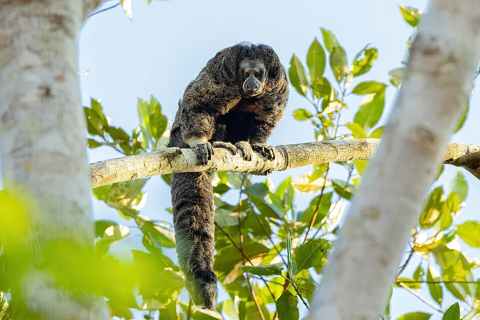 Burnished Saki (Pithecia inusta)