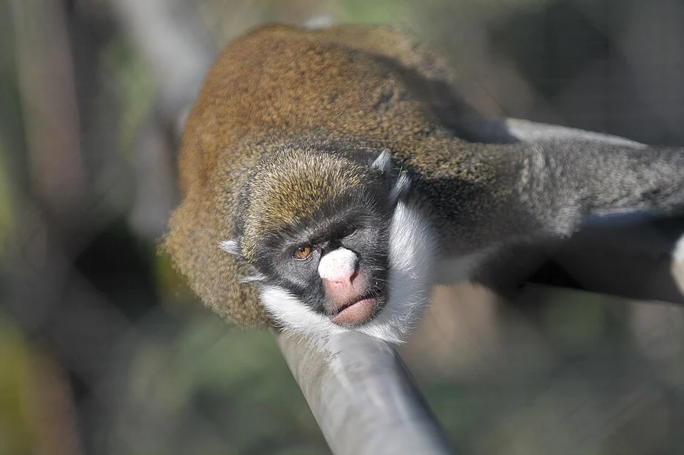 Lesser Spot-nosed Guenon (Cercopithecus petaurista) in San Diego Zoo