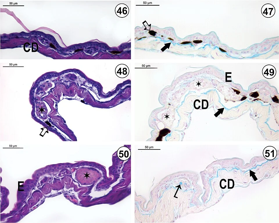 Figures 46–51; Light micrograph of the integument of O. v-signata: (46) Dorsal region (HE-staining); (47) Dorsal region (AB-method); (48) Ventrolateral region (HE-staining); (49) Ventrolateral region (AB-method); (50) Ventral region (HE-staining); (51) Ventral region (AB-method). Melanophores (_) occur in the spongious dermis that is poorly developed in the dorsal region. The EK-layer (Æ) is a continuous layer in all integument regions. Apocrine glands (¬) with heterogeneous content occur in both ventrolateral and ventral regions. Serous glands are visualized in both dorsal and ventrolateral i