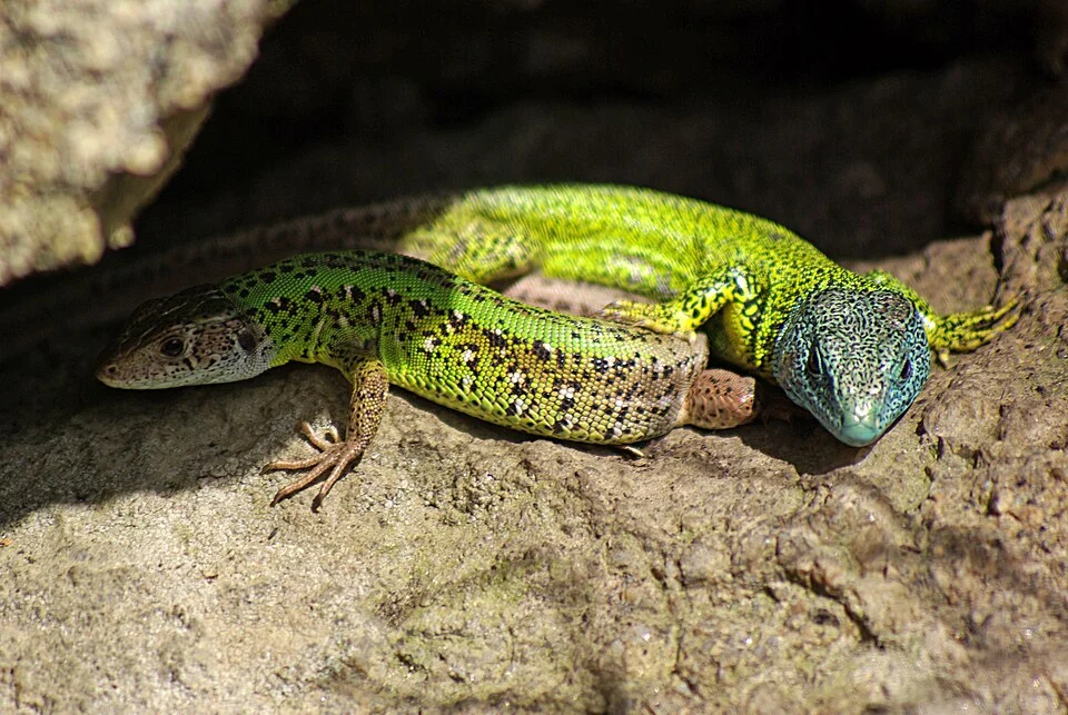 Iberian emerald lizards (Lacerta schreiberi male (back) and female (front) (Lacertidae; Squamata) in Candelario, (Salamanca, Spain).
