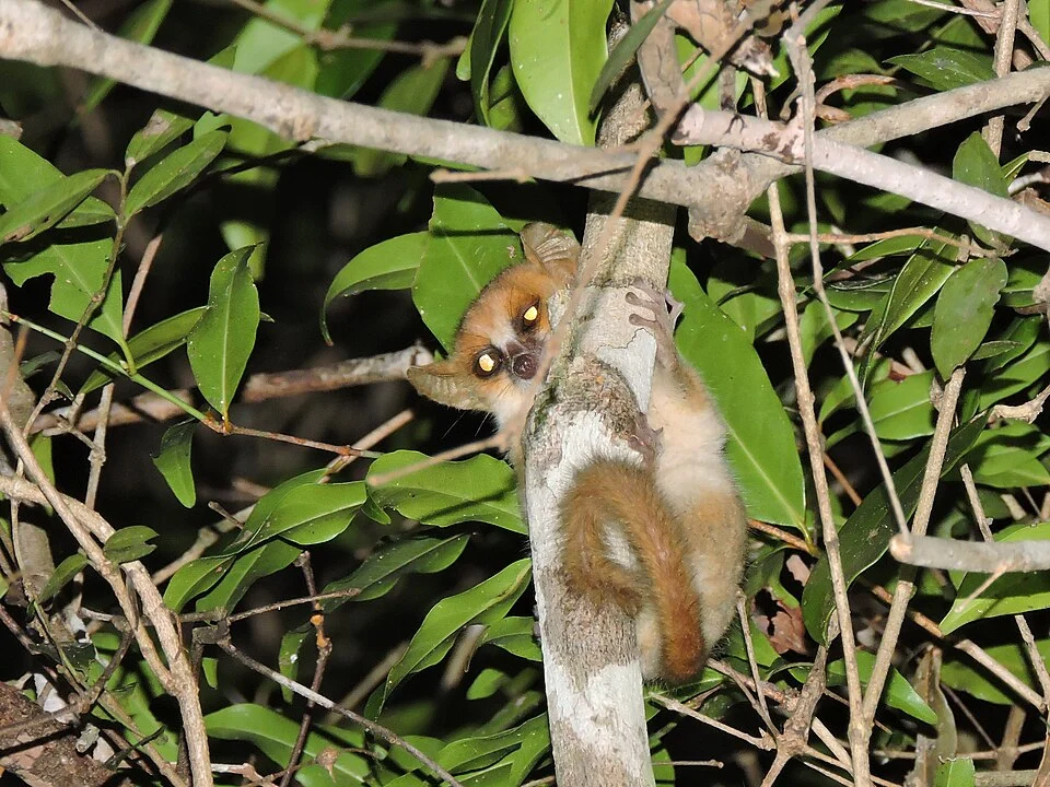 Madame Berthe's Mouse Lemur (Microcebus berthae) in Kirindy Forest Reserve, Madagascar. June 2016.