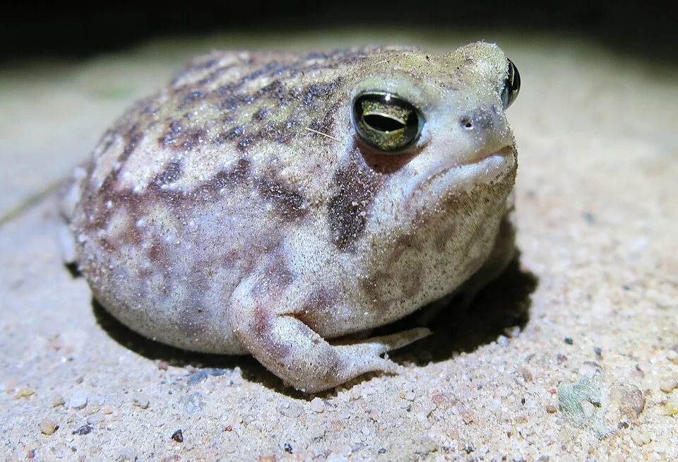 Breviceps adspersus adspersus, Limpopo, South Africa