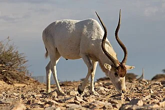 A big male Addax (Addax nasomaculatus) showing as the power of his horns. This picture has been taken in the station of aclimation Safia near the Morocco-Mauritania Borders, south of Dakhla.