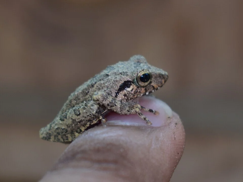 Pseudophilautus regius