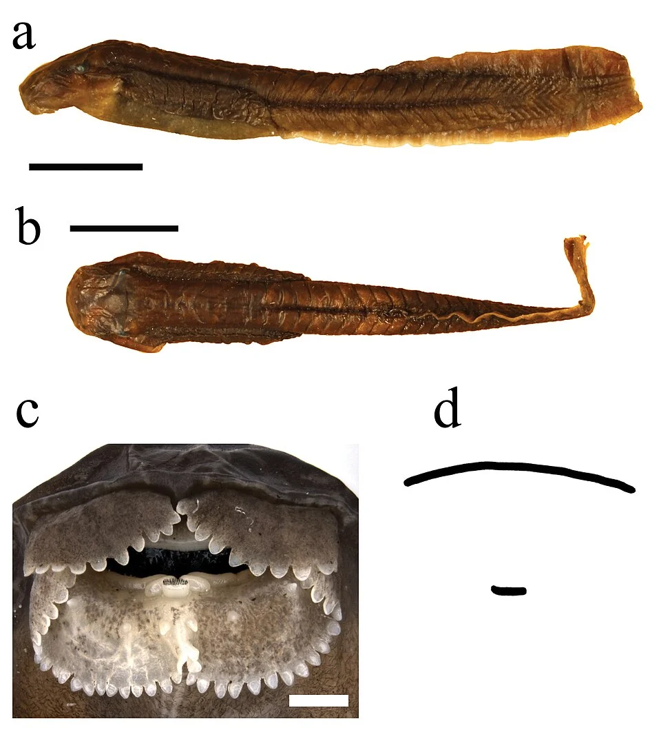 Figure 16; Nyctibates corrugatus tadpole (ZMB 82112, Gosner stage 25); a lateral, and b dorsal view; c oral disc; d keratodont arrangement; the downward bent head (a) is a preservation artifact; black bars = 1 cm, white bar = 1 mm.