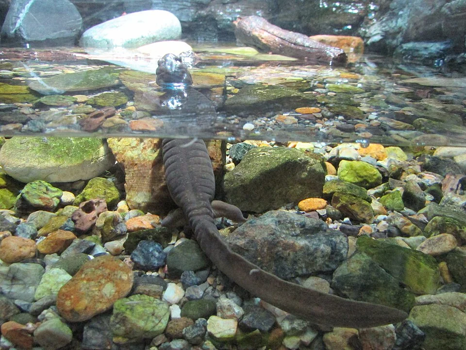 In Aqua Totto Gifu, Japan