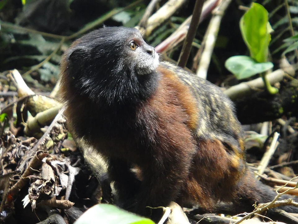 Red-mantled Saddle-back Tamarin (Saguinus fuscicollis lagonotus) sitting on the forest floor looking over its shoulder at Merazonia in Mera, Ecuador