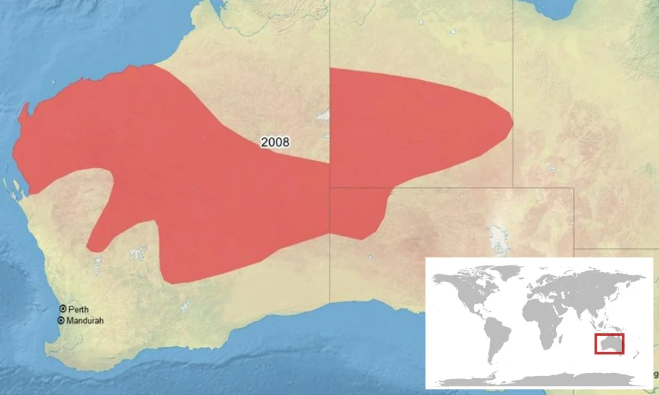 geographic distribution of Litoria maini