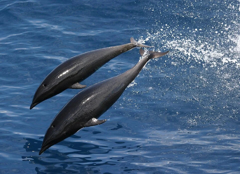 Northern right whale dolphin. The lack of a dorsal fin makes identification of this species much easier. Washington. 2005.