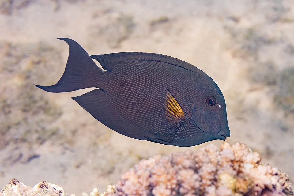 Striated surgeonfish (Ctenochaetus striatus), Ras Muhammad National Park, Red Sea, Egypt. The striated surgeonfish can reach a maximum size of 24 centimetres (9.4 in) in length, but its common size is observed to be around 18 centimetres (7.1 in). C. striatus is one of the few herbivorous fishes which are occasionally toxic. Ciguatera poisoning is caused by the accumulation of a toxin produced by certain microscopic dinoflagellates which it ingests while feeding on algae. If a contaminated fish is eaten by humans, the concentrated poison contained within its tissues causes neurological damage