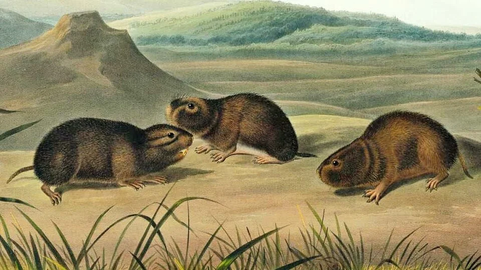 Book plate / color illustration from The viviparous quadrupeds of North America,  i. e. four-legged mammals of North America
The John James Audubon Center at Mill Grove :  [...] "The Viviparous Quadrupeds of North America" [is] Audubon's second monumental project. With the publication of “The Birds of America” earning John James Audubon worldwide fame he became interested in his next large-scale project. In the early 1840’s he began working on “The Viviparous Quadrupeds Of North America” with the help of his son John Woodhouse Audubon. They would produce 150 folio drawings, measuring approxima