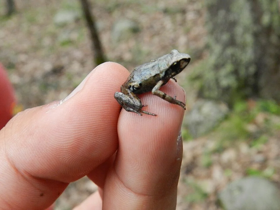 Eleutherodactylus angustidigitorum. Species of amphibian.