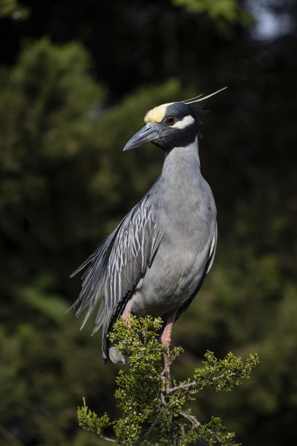 A Yellow-crowned Night Heron Nyctanassa violacea perched atop a juniper in Cape May County, NJ.