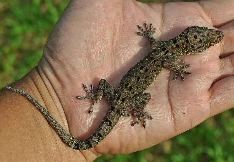 Gekko monarchus, Spotted House Gecko (in hand); female, 81mm SVL and 96 tail length. From oil-palm plantation in Upper Seruyan, Central Kalimantan, Indonesia