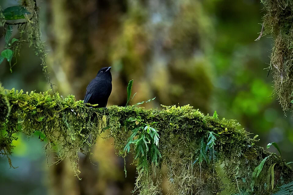 Black Pitohui
