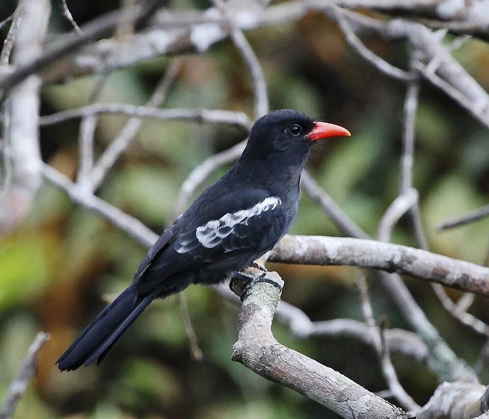 Black nunbird at Manaus - AM - Brazil