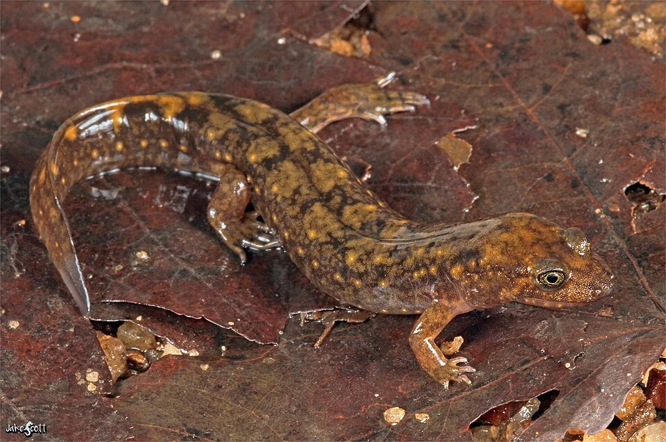 Southern Shovel-nosed Dusky Salamander (Desmognathus aureatus)