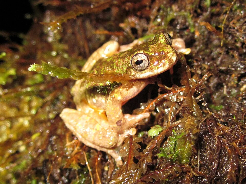 Starrett's Tree Frog (Isthmohyla tica)