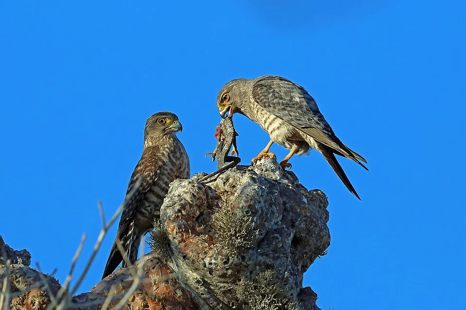 Photo of Banded Kestrel uploaded from iNaturalist.
