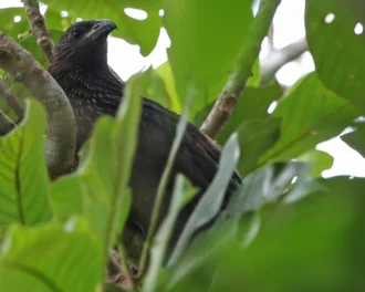 Kai Coucal (Centropus phasianinus ssp. spilopterus) on Kai Kesel, Indonesia by James Eaton. Note that this photo was taken before species split from Pheasant Coucal.