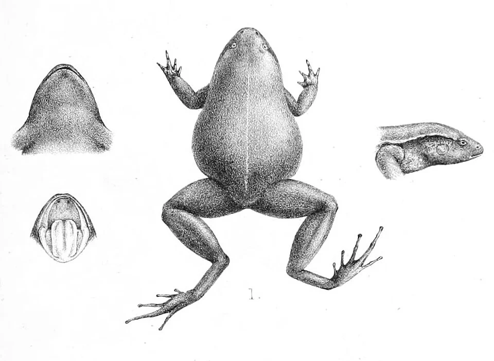 « Xenorhina atra » = Barygenys atra
