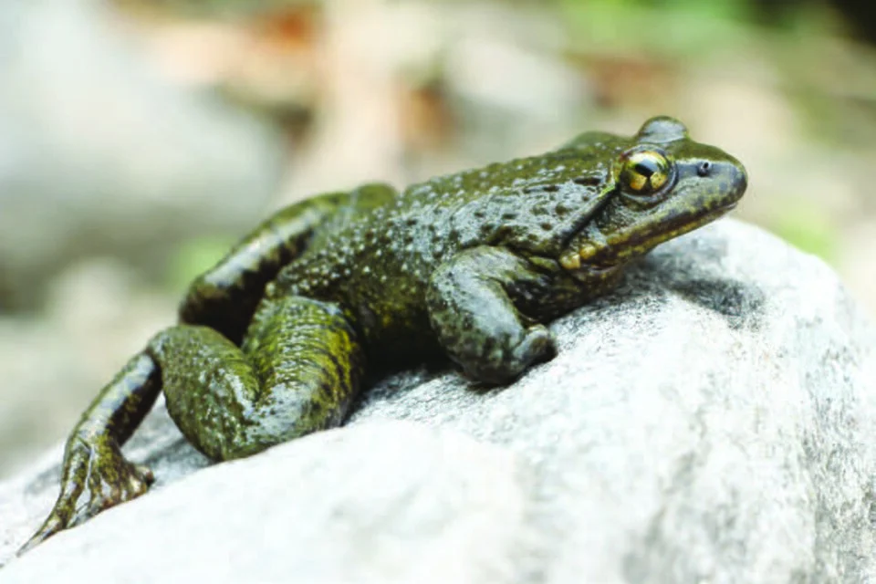 Nanorana liebigii (dorsolateral view) from Manaslu Conservation Area, Nepal