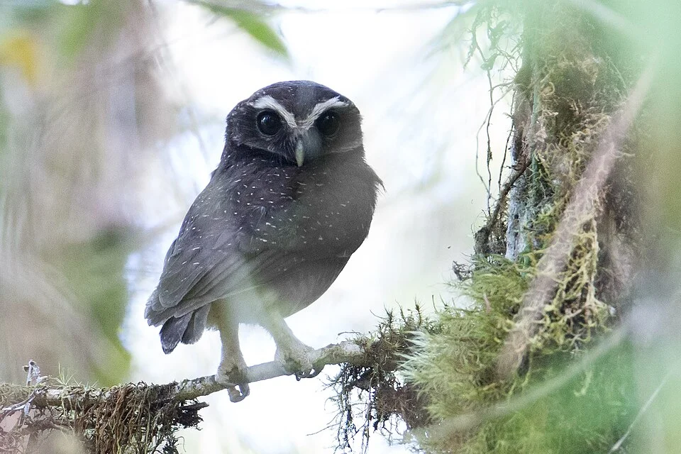 Speckled Boobook (Ninox punctulata)