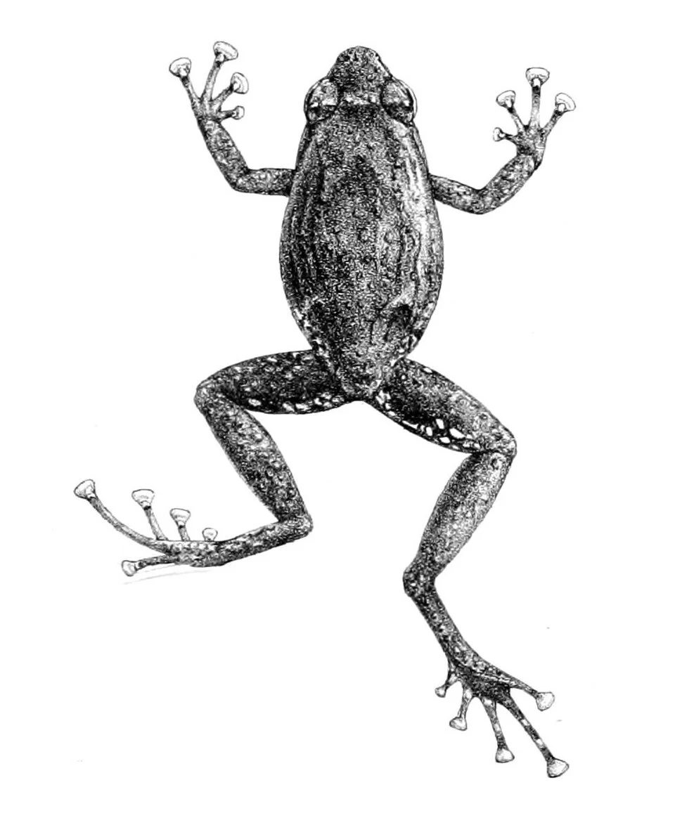 Sphenophryne verrucosa = Cophixalus verrucosus