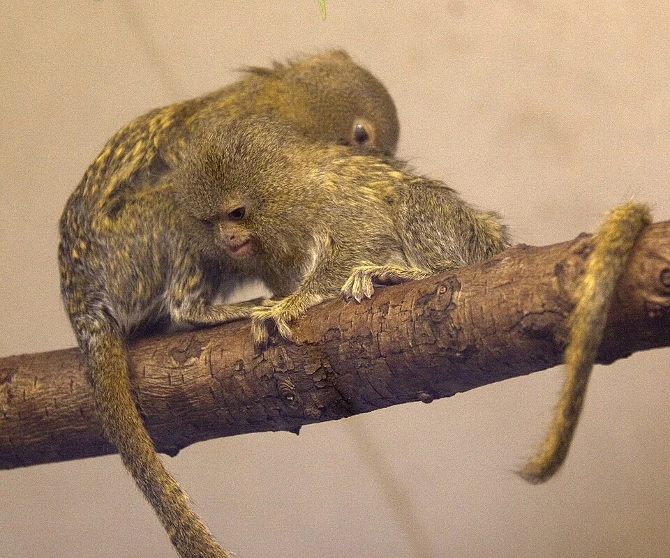 Eastern Pygmy Marmoset (Cebuella (pygmaea) niveiventris)