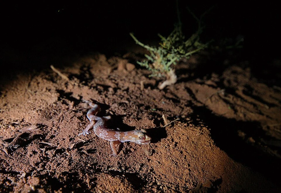 Full moon night and ground crawling with termites? Perfect for a gecko night! This ones walk pretty fast oscilating very much the body in a very "snakey" mood, and when they stop (always very suddenly) they lift the tail up in a quite funny way.