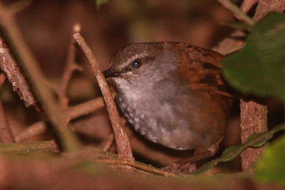 Chestnut-backed Bush Warbler (Bradypterus castaneus) at Mount Masarang, North Sulawesi
