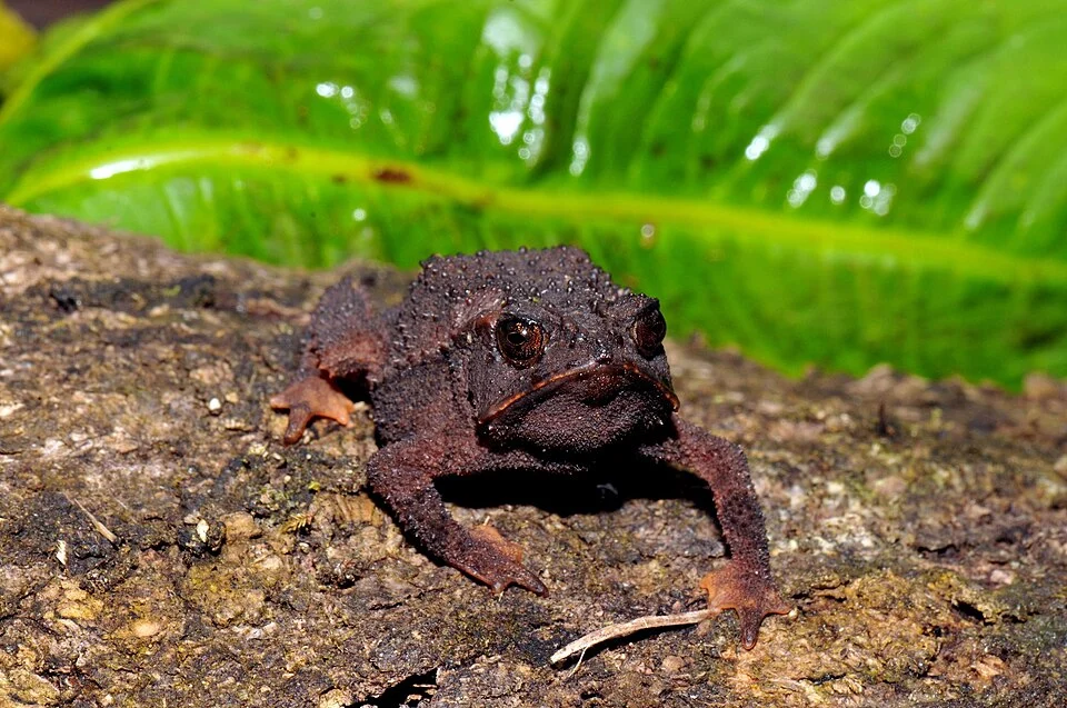 Photo of Chompipe Spiny Toadlet (undefined) uploaded from iNaturalist.