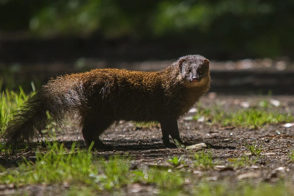 This is a photograph of Indian Brown Mongoose (Herpestes fuscus) from Western Ghats, India