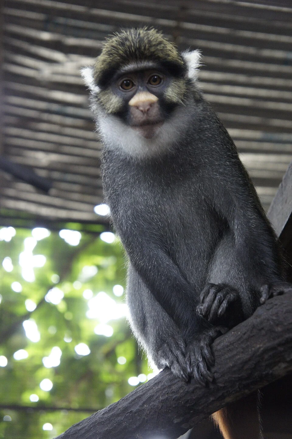 This is a female Sclater's guenon (Cercopithecus sclateri) who was rescued by CERCOPAN primate sanctuary in Nigeria (www.cercopan.org)