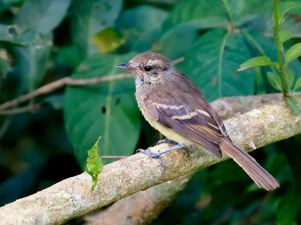 Fuscous Flycatcher; Bodoquena, Mato Grosso do Sul, Brazil