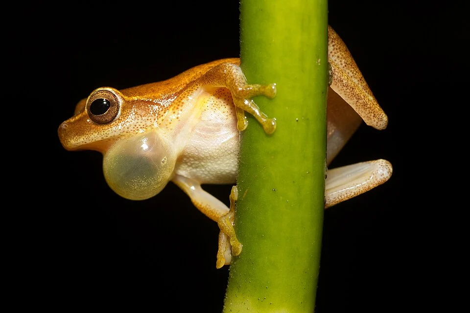 Calling male.  Photograph taken in the wild at night.