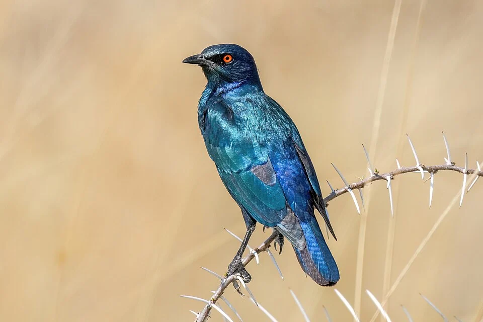 Cape starling (Lamprotornis nitens) in Etosha National Park, Namibia