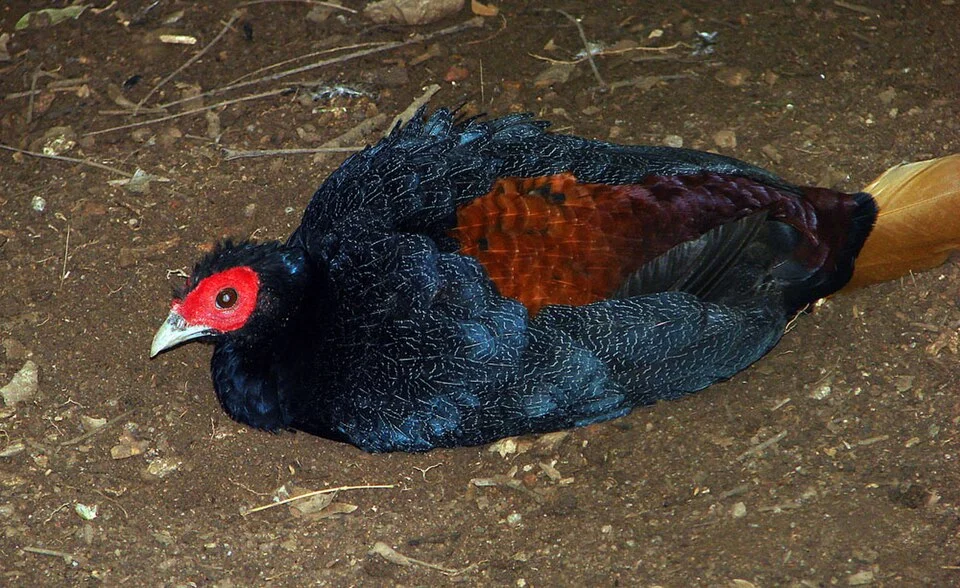 The Malay Fireback Pheasant, a ground bird native to Malaysia, Sumatra and Borneo.  Jurong Birdpark, Singapore.    

In context at www.dixpix.ca/indonesia/fauna/birds_other/index.html