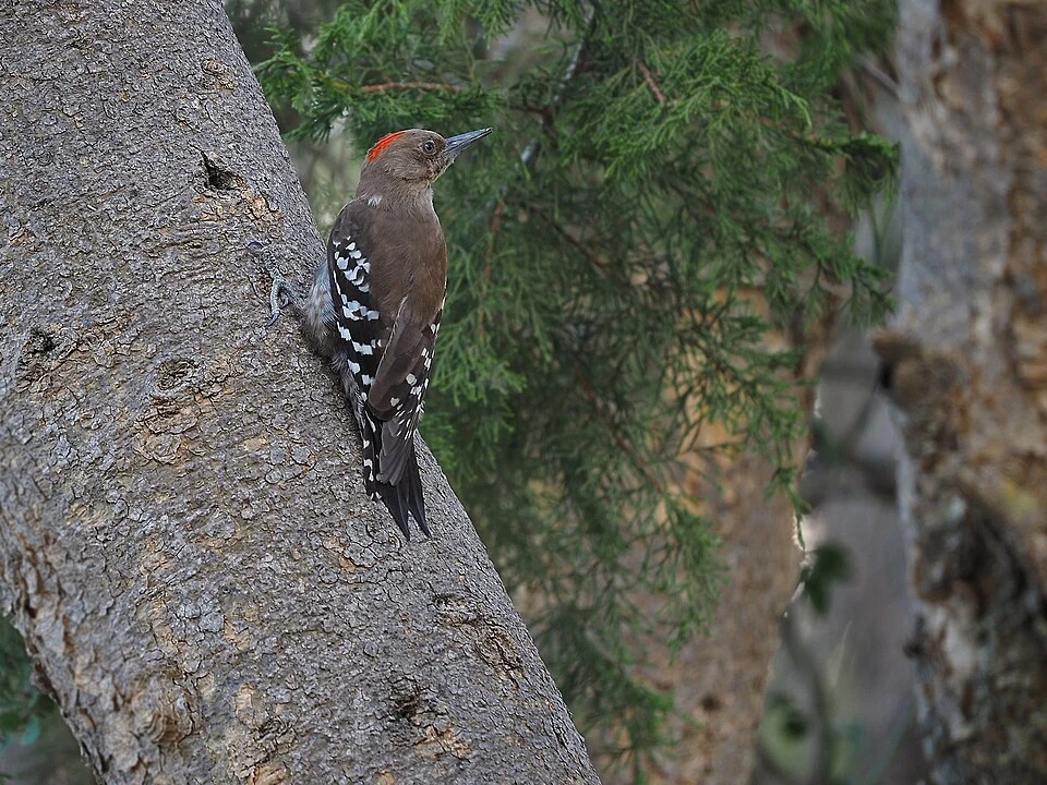 Dendrocoptes dorae photographed by James Eaton in Saudi Arabia