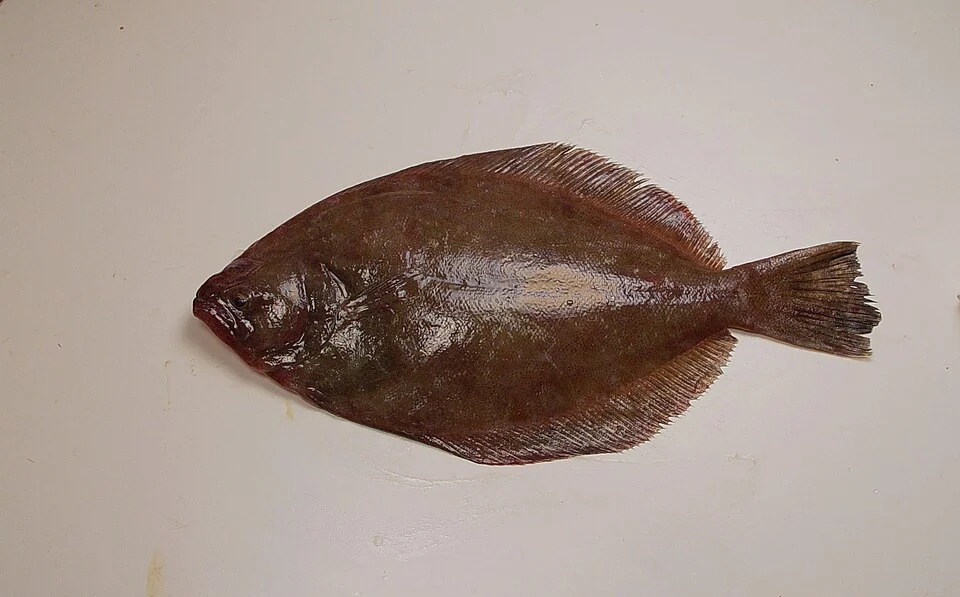 Southern flounder from the Gulf of Mexico