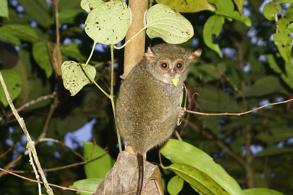 Tarsius Pelengensis di Hutan Kokolomboy kecamatan Buko Kabupaten Banggai Kepulauan