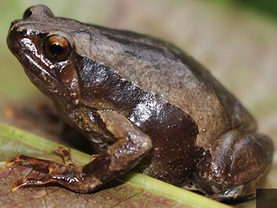 Kaloula conjuncta.