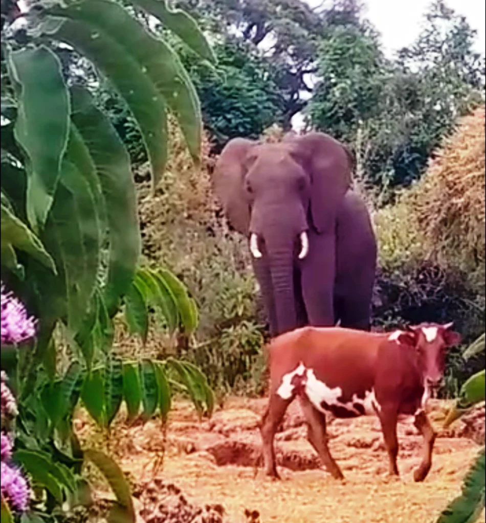 An elephant faces the camera behind a red-and-white cow amid leafy vegetation; the published caption identifies this as Ogiek cattle and an elephant beside an Ogiek habitation area on Mount Elgon.