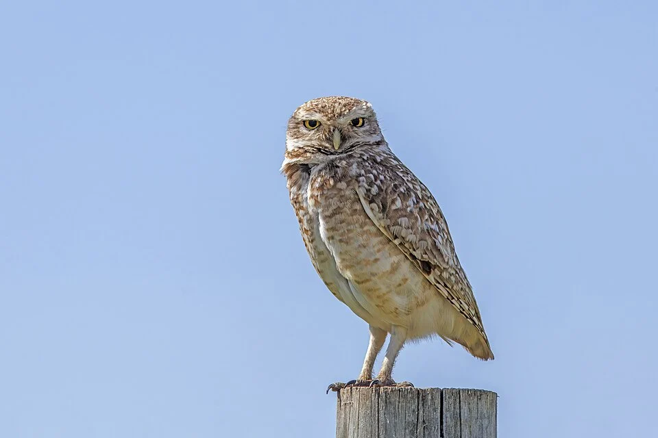 Southern burrowing owl (Athene cunicularia cunicularia), Colonia, Uruguay