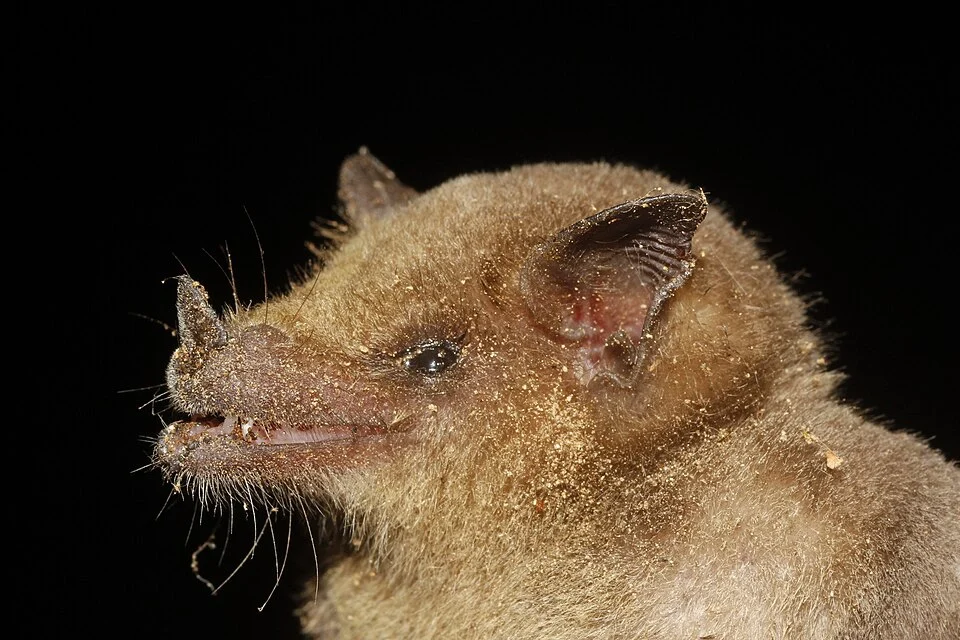 Lesser Long-nosed Bat (Leptonycteris yerbabuenae) in Mexico