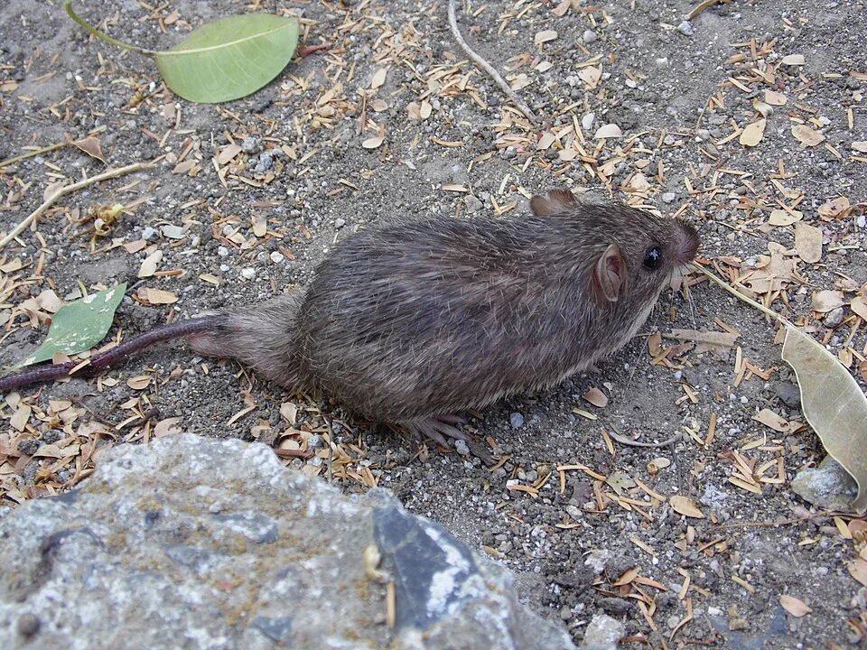 Salvin's Spiny Pocket Mouse (Heteromys salvini). Species of mammal.