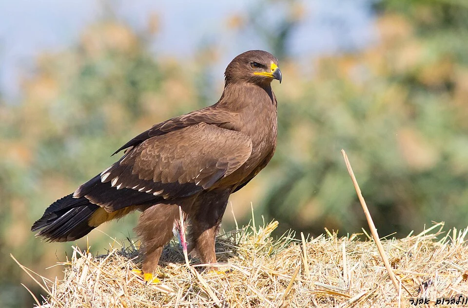 עיט חורש lesser spotted eagle צולם באגמון החולהש