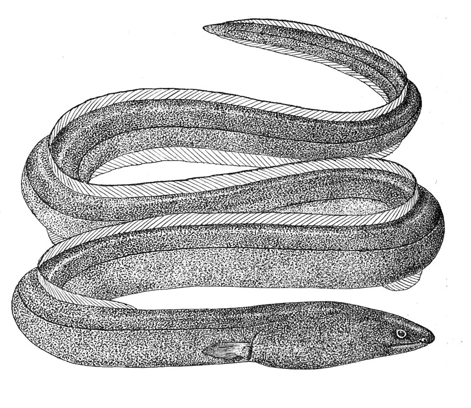 Pisodonophis boro