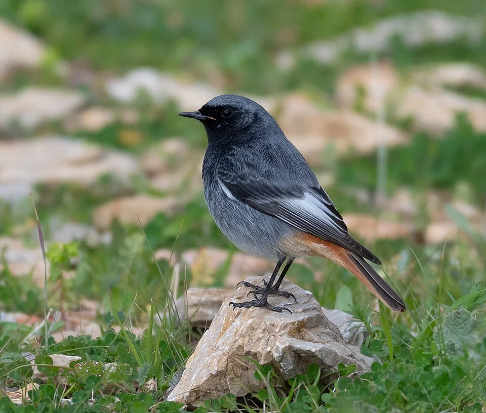 Black redstart (Phoenicurus ochruros)